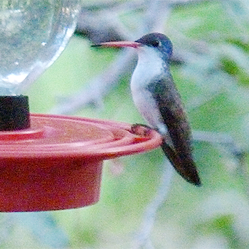 Violet-crowned Hummingbird