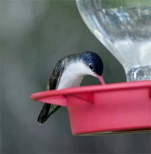 Violet-crowned Hummingbird