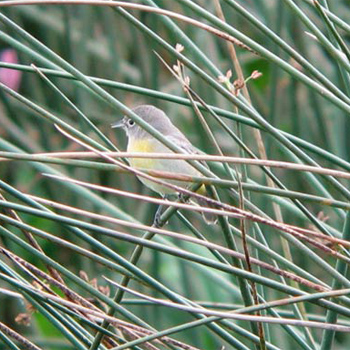 Virginia's Warbler