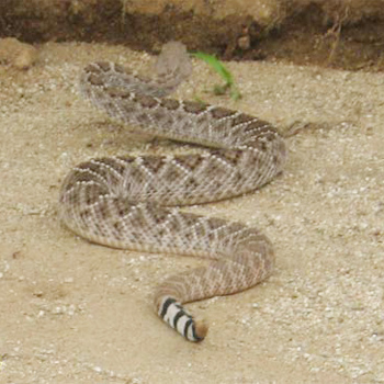 Western Diamond-backed Rattlesnake