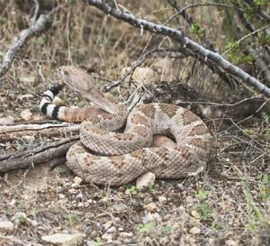 Western Diamond-backed Rattlesnake