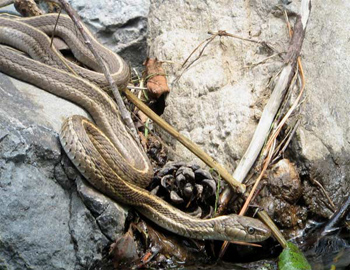 Western Garter Snake