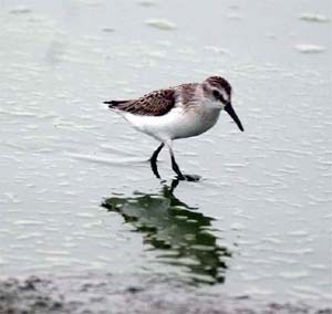 Western Sandpiper