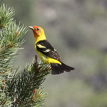 Western Tanager