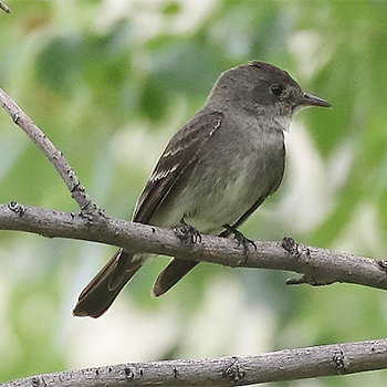 Western Wood-pewee