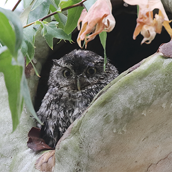 Whiskered Screech-owl