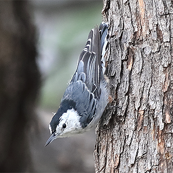 White-breasted Nuthatch