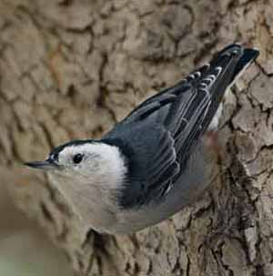 White-breasted Nuthatch