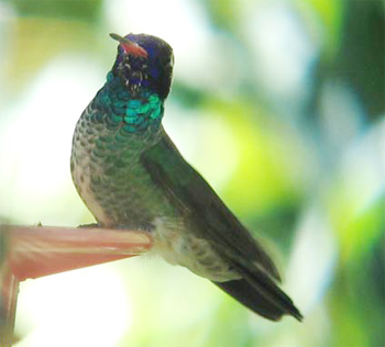 White-eared Hummingbird