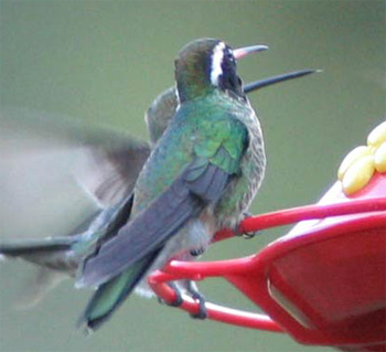 White-eared Hummingbird