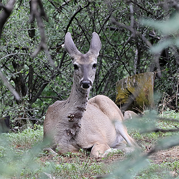 White-tailed Deer