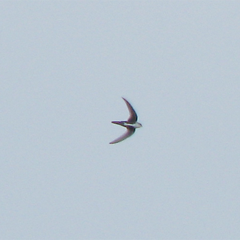 White-throated Swift