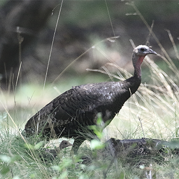 Wild Turkey