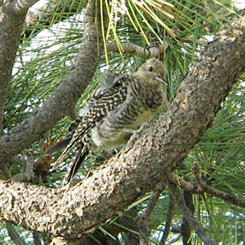 Williamson's Sapsucker