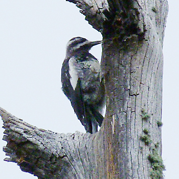 Williamson's Sapsucker
