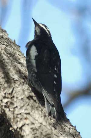 Wiliamson's Sapsucker