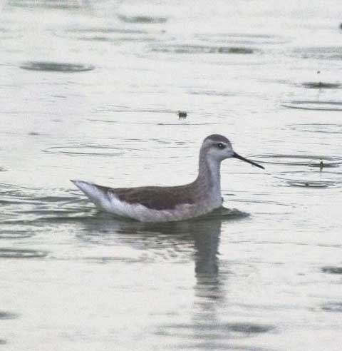Wilson's Phalarope