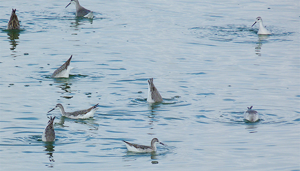 Wilson's Phalaropes