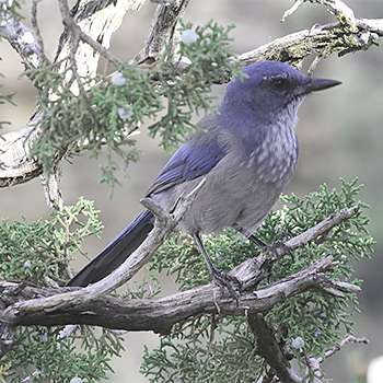 Woodhouse's Scrub-jay