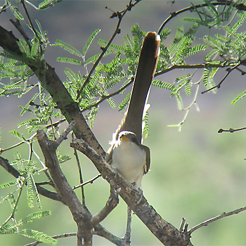 Yellow-billed Cuckoo
