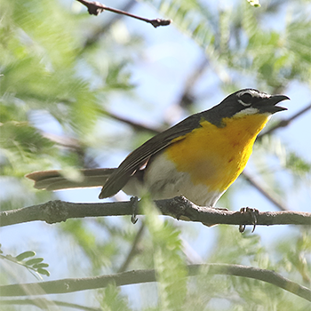 Yellow-breasted Chat