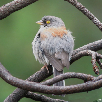 Yellow-eyed Junco