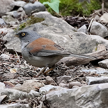 Yellow-eyed Junco