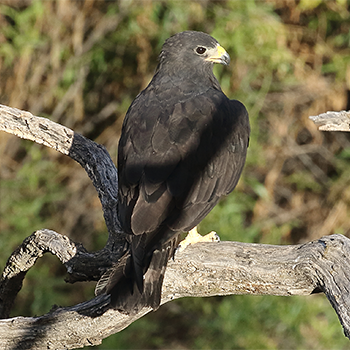 Zone-tailed Hawk