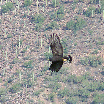 Zone-tailed Hawk