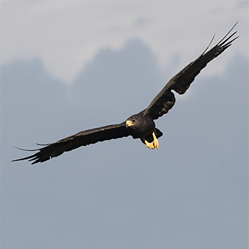 Zone-tailed Hawk