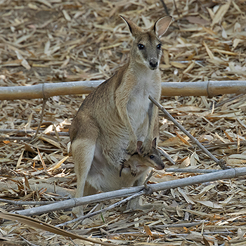 Agile Wallaby
