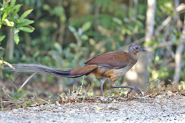 Albert's Lyrebird