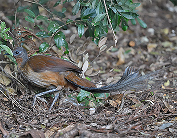 Albert's Lyrebird