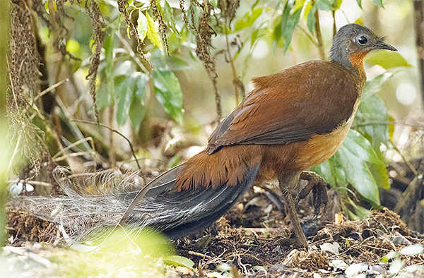 Albert's Lyrebird