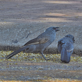 Apostlebirds