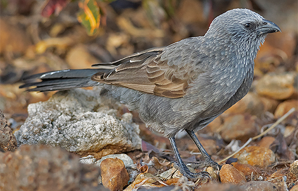 Apostlebird