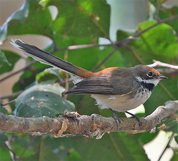 Arafura Fantail