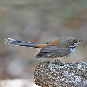 Arafura Fantail