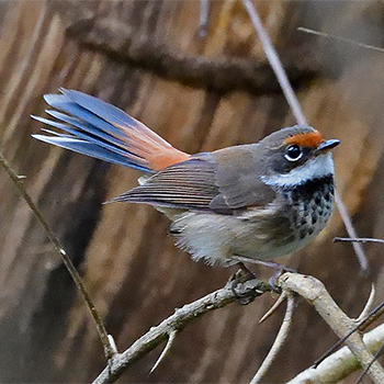 Arafura Fantail
