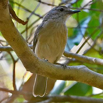 Arafura Shrikethrush