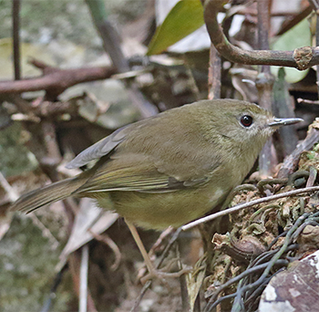 Atherton Scrubwren