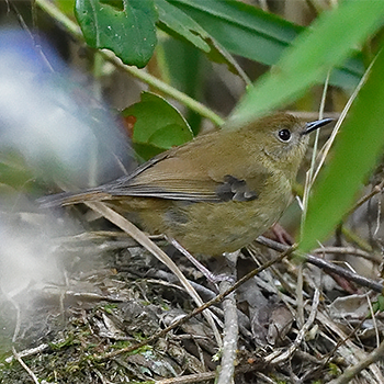 Atherton Scrubwren