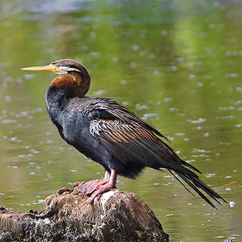 Australasian Darter