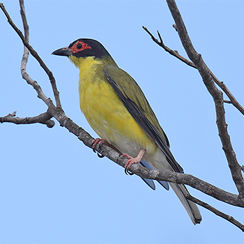 Australasian Figbird