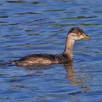 Australasian Grebe