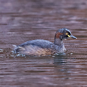 Australasian Grebe