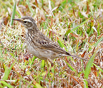 Australasian Pipit
