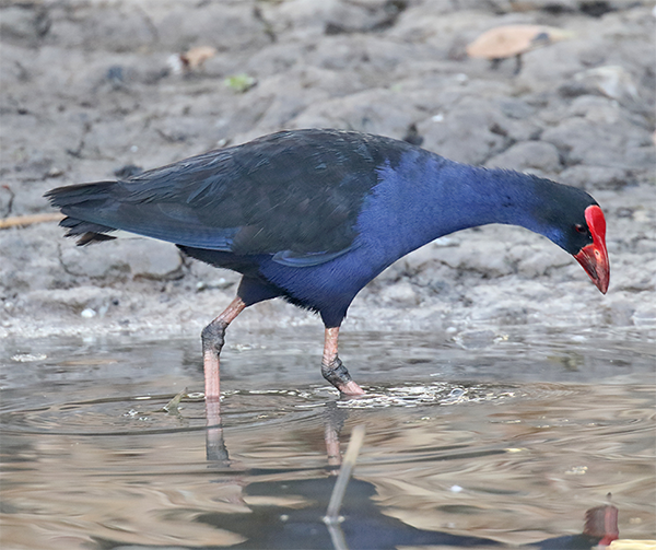 Australasian Swamphen