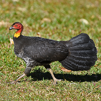 Australian Brushturkey