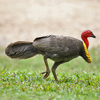 Australian Brushturkey